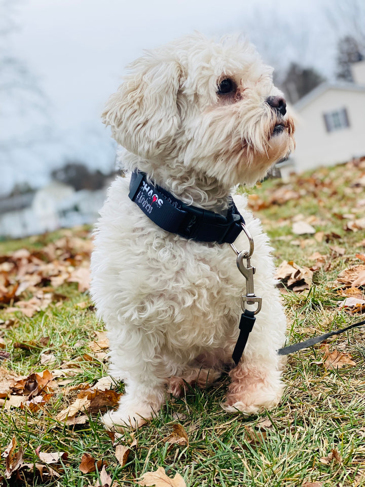 DOG COLLARS