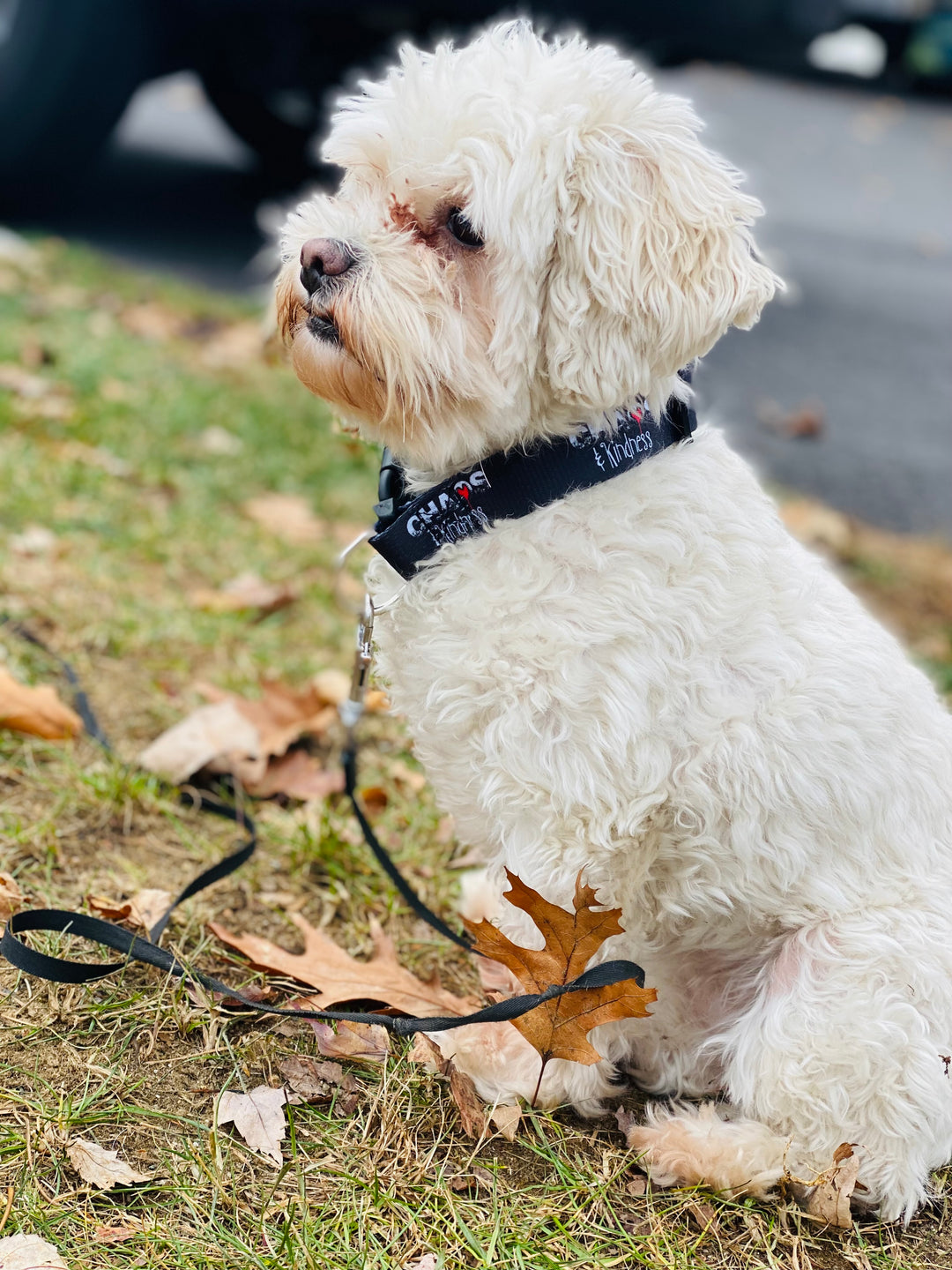 DOG COLLARS