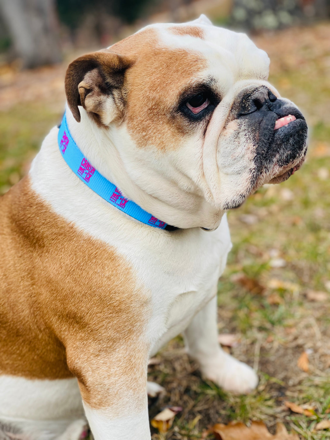 DOG COLLARS