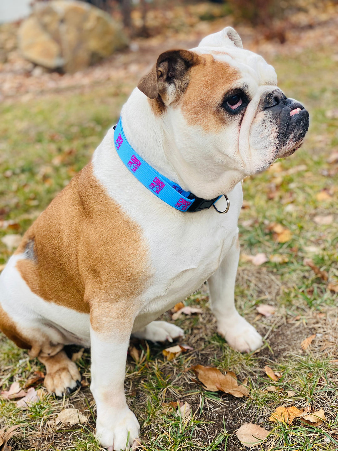 DOG COLLARS