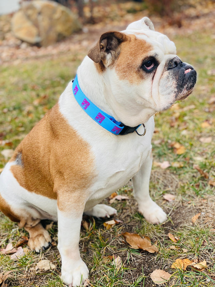 DOG COLLARS